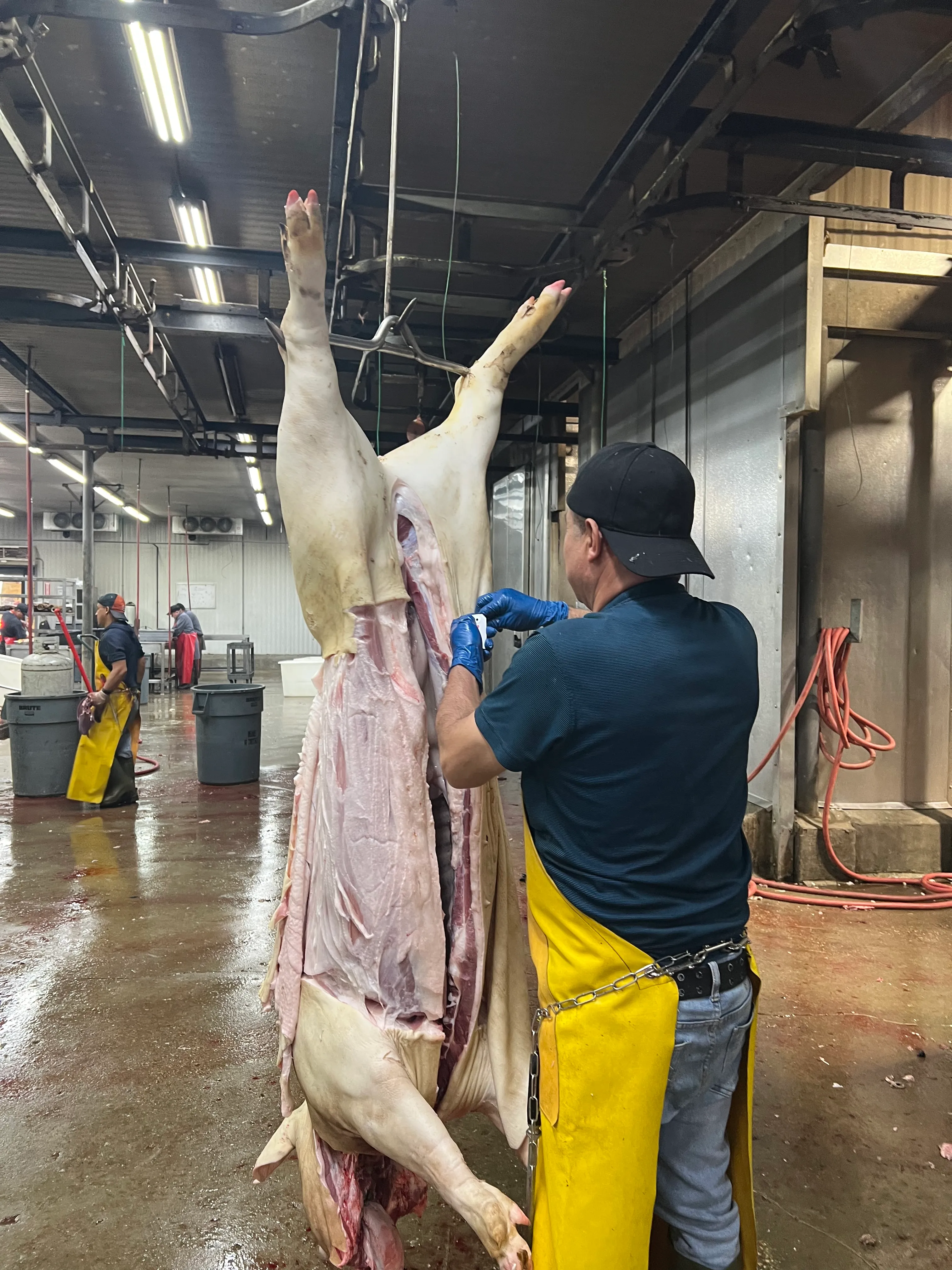 Un trabajador partiendo una canal de puerco en la sala de sacrificio
